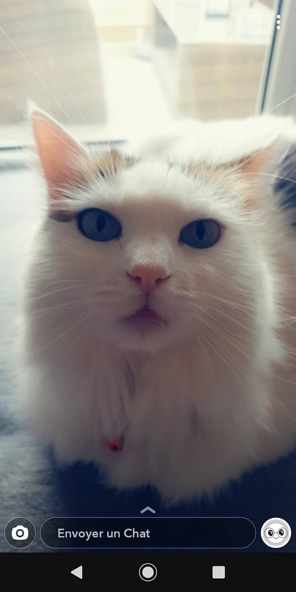 Hayden a rejoint le concours — aidez-le/la à gagner de superbes lots ! aegean_cat, british_semi_longhair, carnivore, cat, domestic_long_haired_cat, eye, felidae, fur, khao_manee, kitten, mammal, nose, ojos_azules, ragdoll, small_to_medium_sized_cats, snout, turkish_angora, turkish_van, vertebrate, whiskers