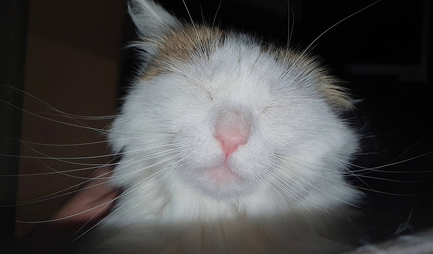 Hayden participe au concours pour gagner de l'argent avec cette photo : cat, close_up, domestic_rabbit, ear, felidae, fur, mammal, nose, rabbit, small_to_medium_sized_cats, snout, whiskers