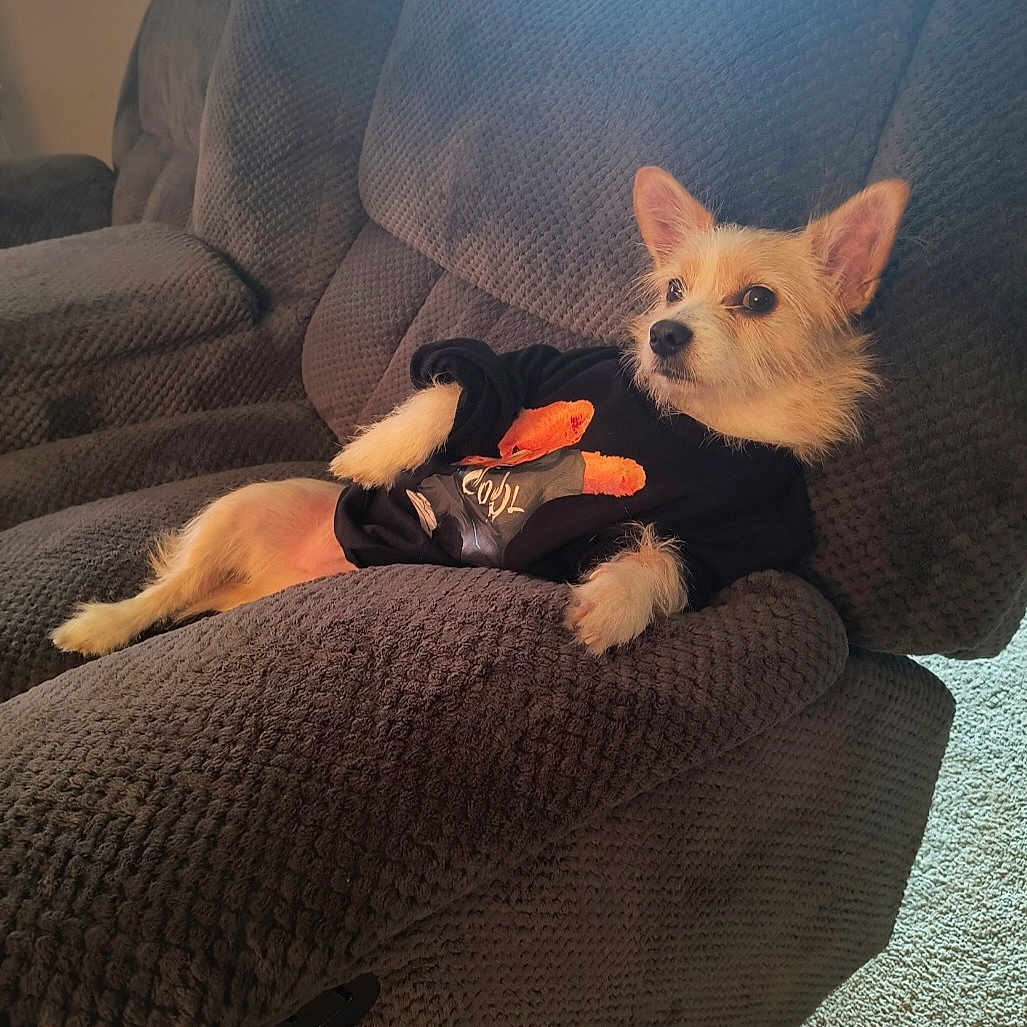 Gimli is registered to the contest to win money with this photo: animal, canine, carpet, clothing, cozy, cute, dog, ears, fur, furniture, home, indoors, looking_away, pet, portrait, recliner, relaxing, seated, shirt, small_dog