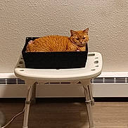 Ginger joined the competition — help win amazing prizes! animal, basket, cat, container, cozy, domestic_animal, feline, floor, four_legs, fur, home, indoor, looking, orange_cat, pet, relaxed, resting, seat, stool, wall