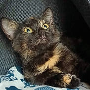 Aya a rejoint le concours — aidez-le/la à gagner de superbes lots ! cat, kitten, tortoiseshell, yellow_eyes, curious, blanket, owl_pattern, cozy, feline, pet, fur, whiskers, indoor, closeup, resting, cute, small, mammal, animal, comfort