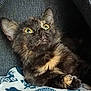 cat, kitten, tortoiseshell, yellow_eyes, curious, blanket, owl_pattern, cozy, feline, pet, fur, whiskers, indoor, closeup, resting, cute, small, mammal, animal, comfort