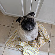 Gizmo joined the competition — help win amazing prizes! dog, pug, pet, towel, striped, floor, tile, kitchen, looking_up, cute, animal, indoor, small_dog, fur, ears, face, eyes, nose, sitting, adorable