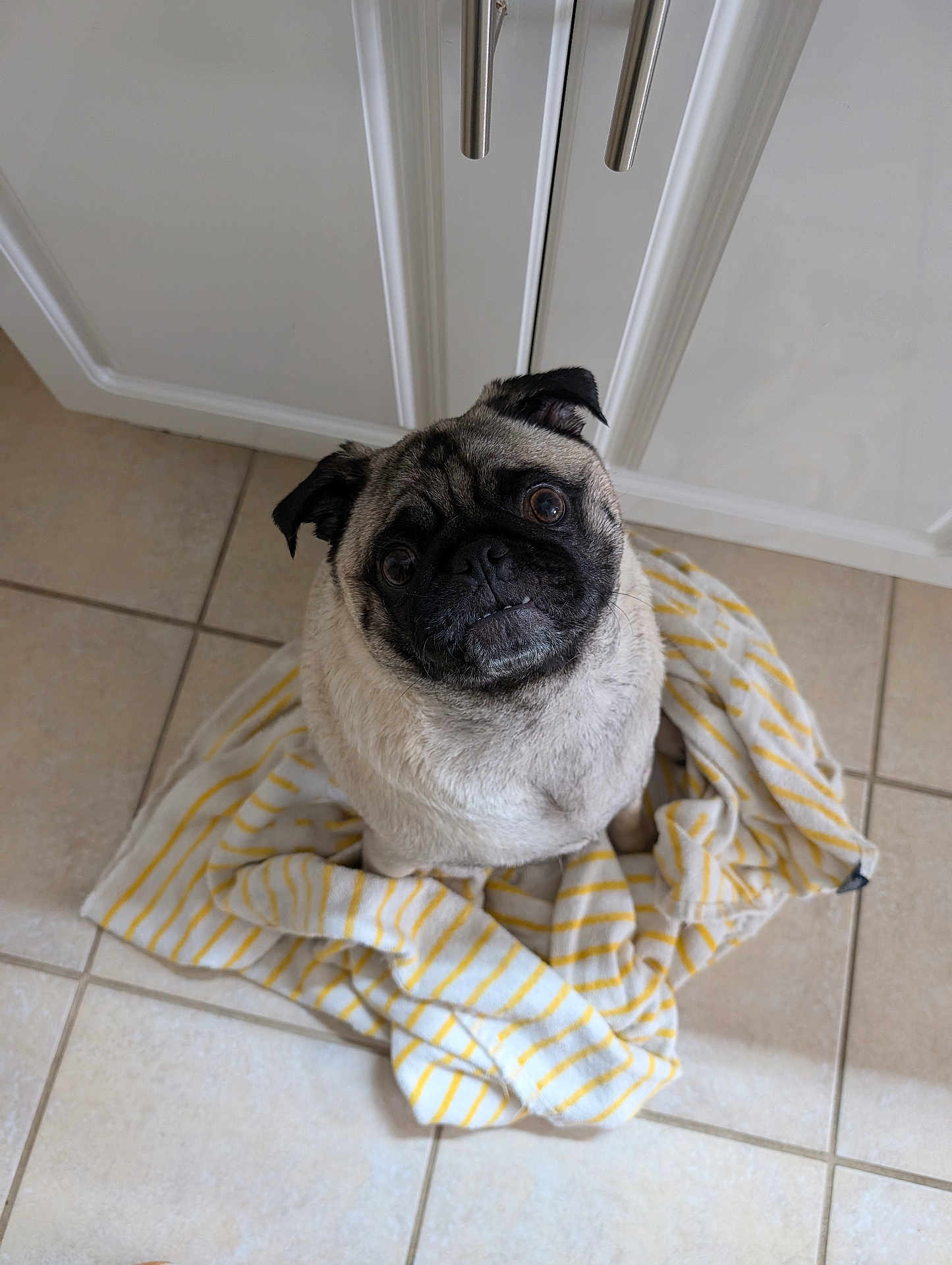 Gizmo
