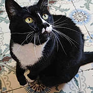 Naya a rejoint le concours — aidez-le/la à gagner de superbes lots ! cat, black_and_white, pet, animal, floor, tile, pattern, whiskers, looking_up, indoor, curious, feline, domestic, cute, sitting, yellow_eyes, fur, ears, tail