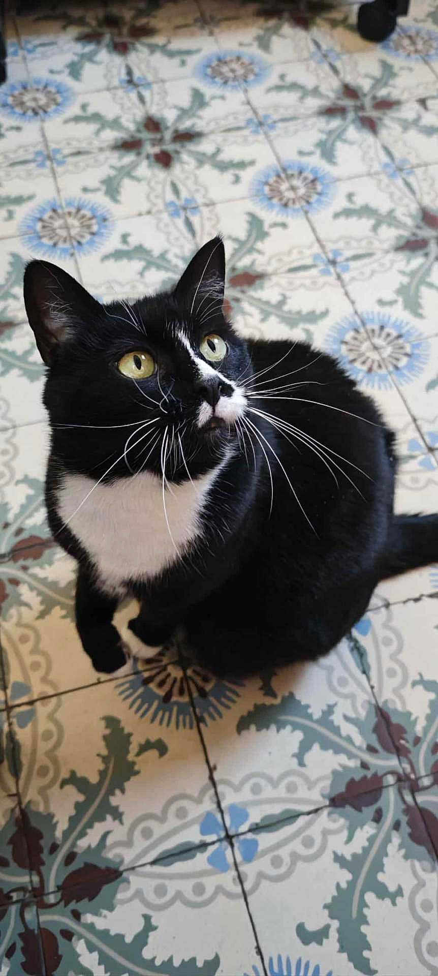 Naya a rejoint le concours — aidez-le/la à gagner de superbes lots ! cat, black_and_white, pet, animal, floor, tile, pattern, whiskers, looking_up, indoor, curious, feline, domestic, cute, sitting, yellow_eyes, fur, ears, tail