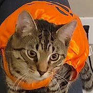 Mushu Madness joined the competition — help win amazing prizes! cat, tabby_cat, feline, pet, costume, pumpkin_costume, orange, whiskers, ears, eyes, striped, close_up, indoor, sitting, fabric, sofa, power_outlet, tail, portrait, curious