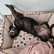 Oseille participe au concours pour gagner de l'argent avec cette photo : animal_bed, black_dog, blanket, bones_pattern, canine, cute, dog, domestic_animal, fur, indoor, paws_pattern, pet_bed, relaxed, resting, sleeping_position, smiling, stretching, teeth, tile_floor, upside_down