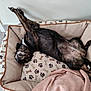animal_bed, black_dog, blanket, bones_pattern, canine, cute, dog, domestic_animal, fur, indoor, paws_pattern, pet_bed, relaxed, resting, sleeping_position, smiling, stretching, teeth, tile_floor, upside_down