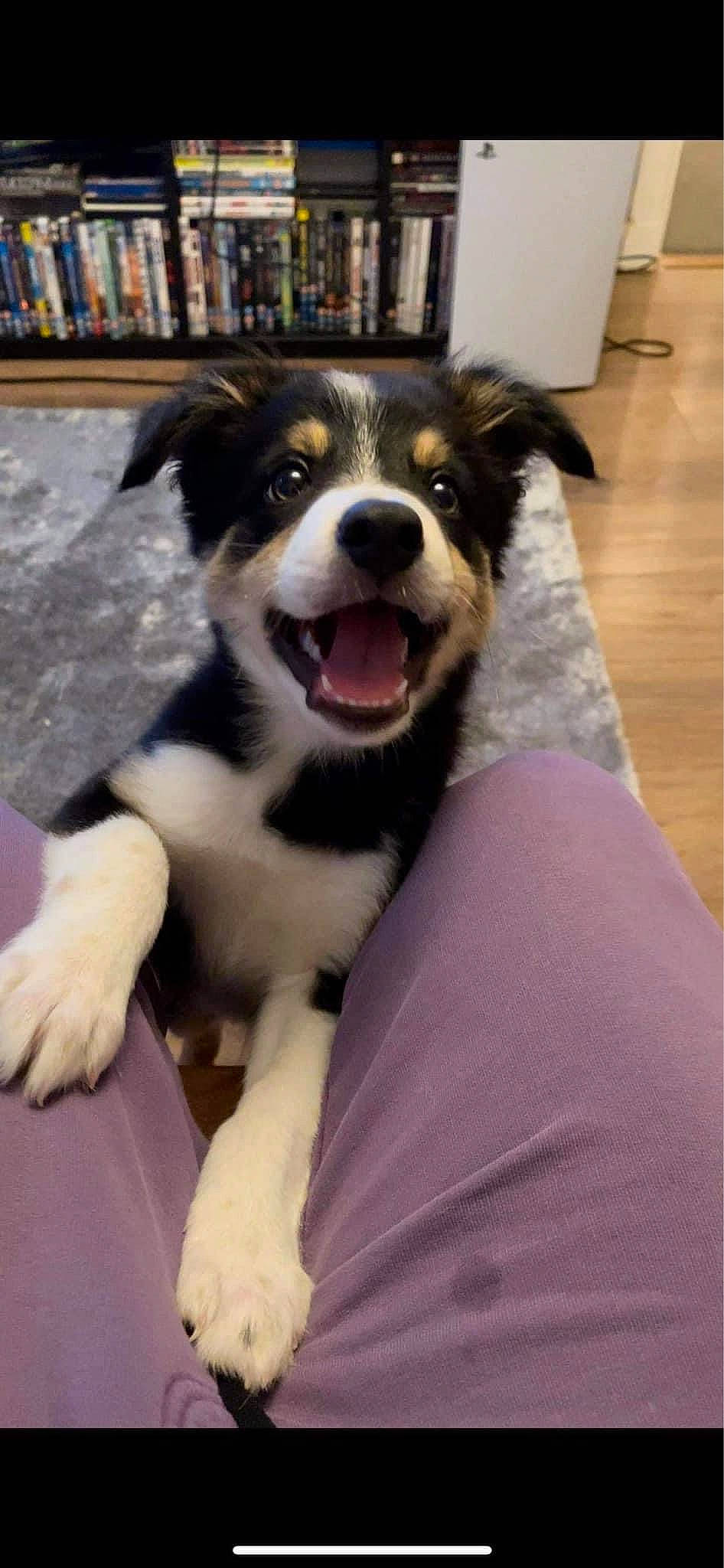 Grimm joined the competition — help win amazing prizes! australian_collie, australian_shepherd, book, bookcase, border_collie, canidae, carnivore, companion_dog, dog, dog_breed, flooring, fur, hardwood, herding_dog, publication, shelf, shelving, snout, whiskers, working_animal