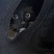 Ptit Luth a rejoint le concours — aidez-le/la à gagner de superbes lots ! animal, black, black_cat, cat, closeup, cozy, curious, cute, eyes, fabric, face, fur, hidden, indoor, nose, pet, portrait, soft, tunnel, whiskers