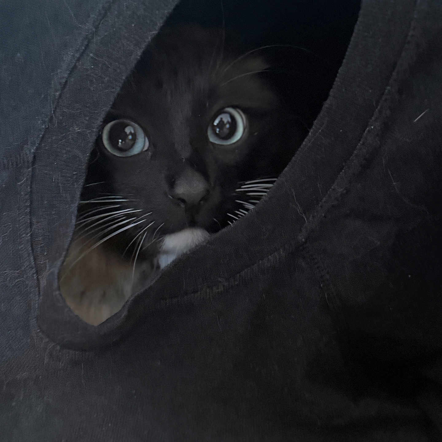 Ptit Luth a rejoint le concours — aidez-le/la à gagner de superbes lots ! animal, black, black_cat, cat, closeup, cozy, curious, cute, eyes, fabric, face, fur, hidden, indoor, nose, pet, portrait, soft, tunnel, whiskers