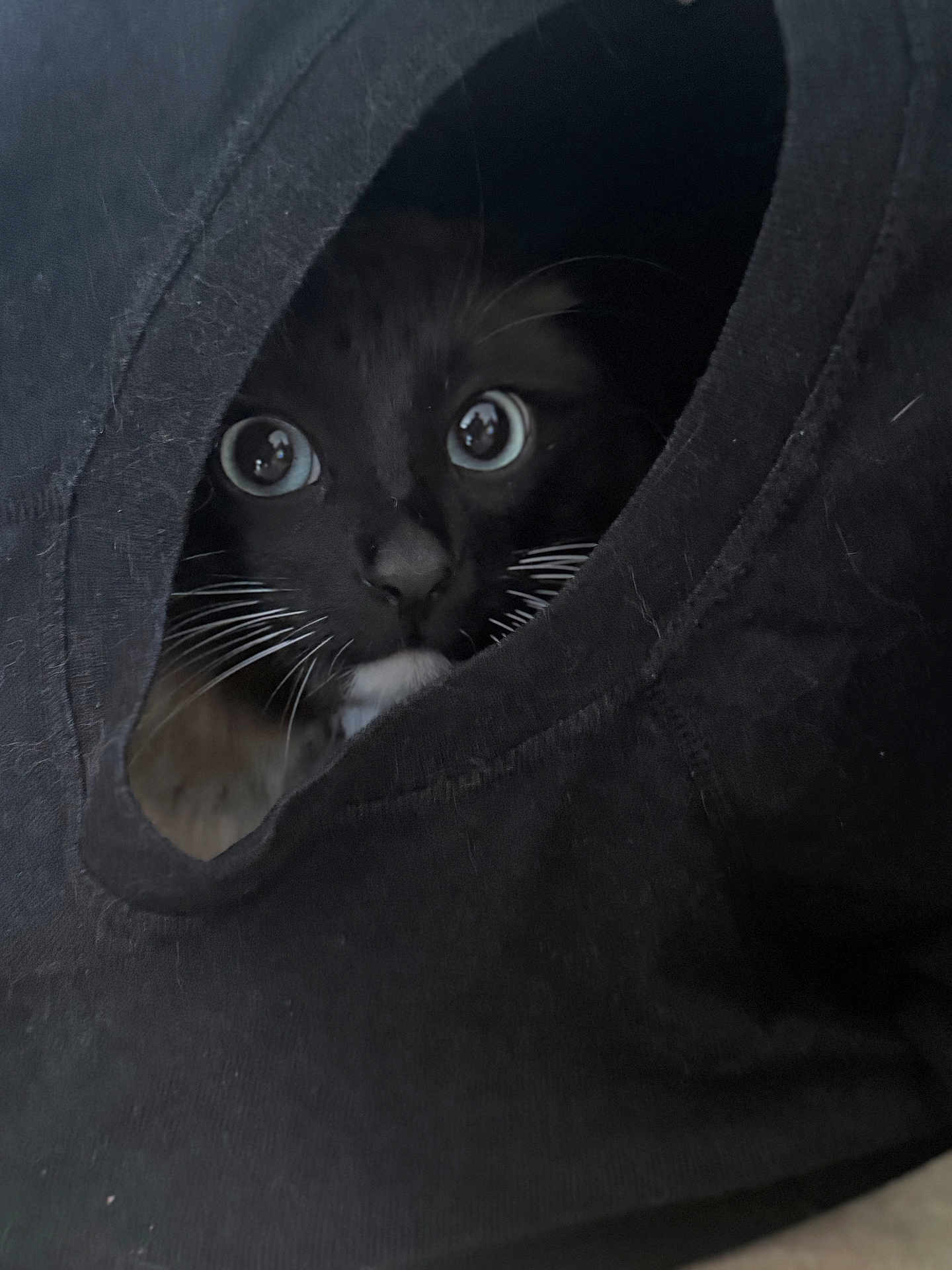 Ptit Luth a rejoint le concours — aidez-le/la à gagner de superbes lots ! animal, black, black_cat, cat, closeup, cozy, curious, cute, eyes, fabric, face, fur, hidden, indoor, nose, pet, portrait, soft, tunnel, whiskers