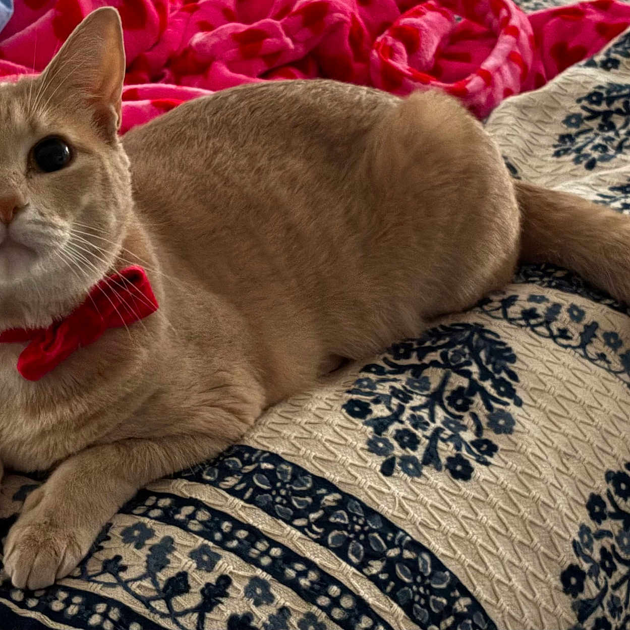 Nugget is registered to the contest to win money with this photo: cat, tan_cat, bow_tie, collar, pet, animal, feline, indoor, quilt, patterned_blanket, red_bow, curious, wide_eyes, resting, cozy, bed, blanket, domestic_cat, cute, fur