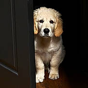 Athos a rejoint le concours — aidez-le/la à gagner de superbes lots ! puppy, golden_retriever, dog, door, wooden_floor, indoor, pet, animal, cute, fur, young, curious, shadow, peek, canine, adorable, portrait, fluffy, brown, light