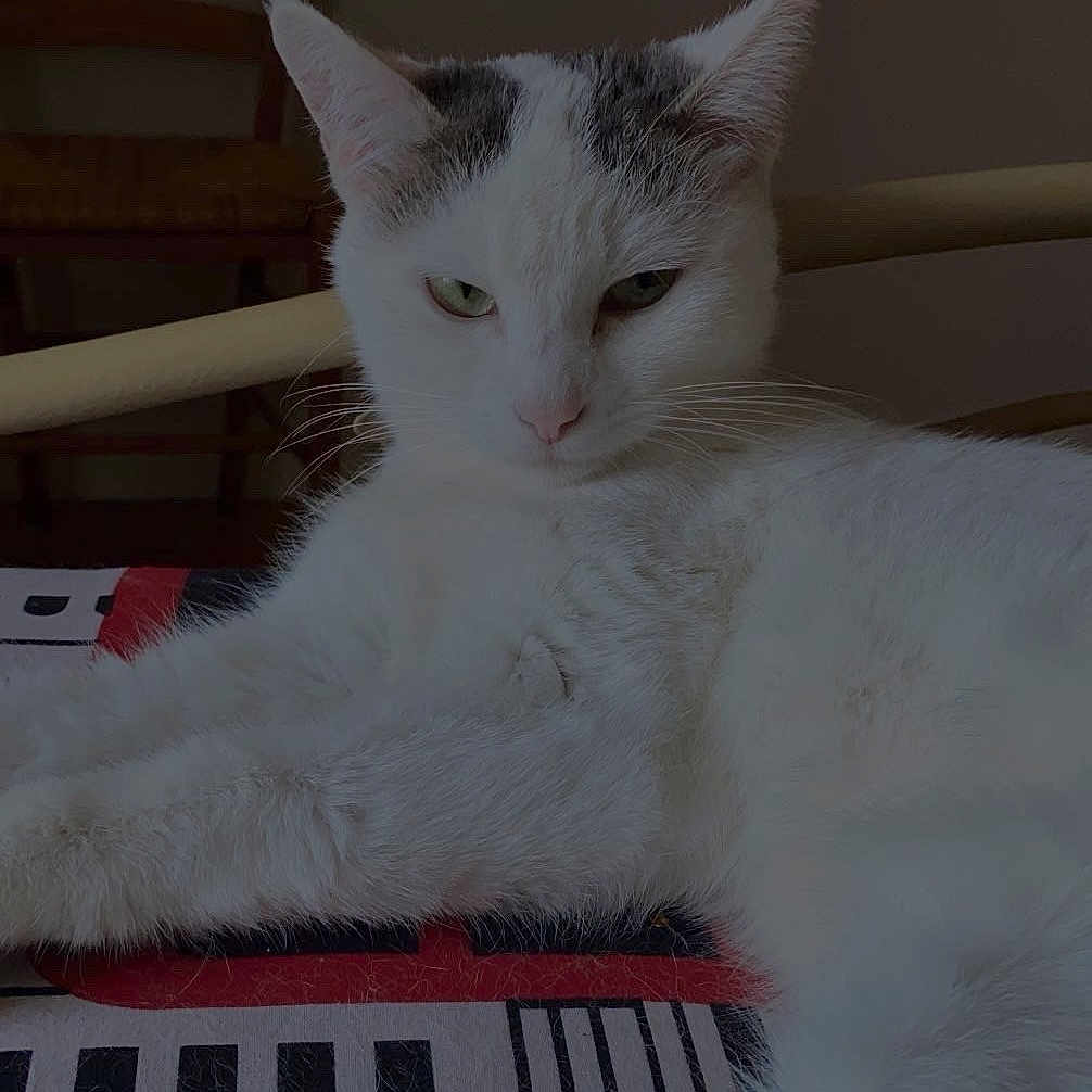 Mimi participe au concours pour gagner de l'argent avec cette photo : animal, cat, chair, close_up, ears, feline, fur, furniture, grey_markings, home, indoor, lying_down, patterned_surface, paw, pet, pink_nose, relaxed, whiskers, white_cat, wooden_chair