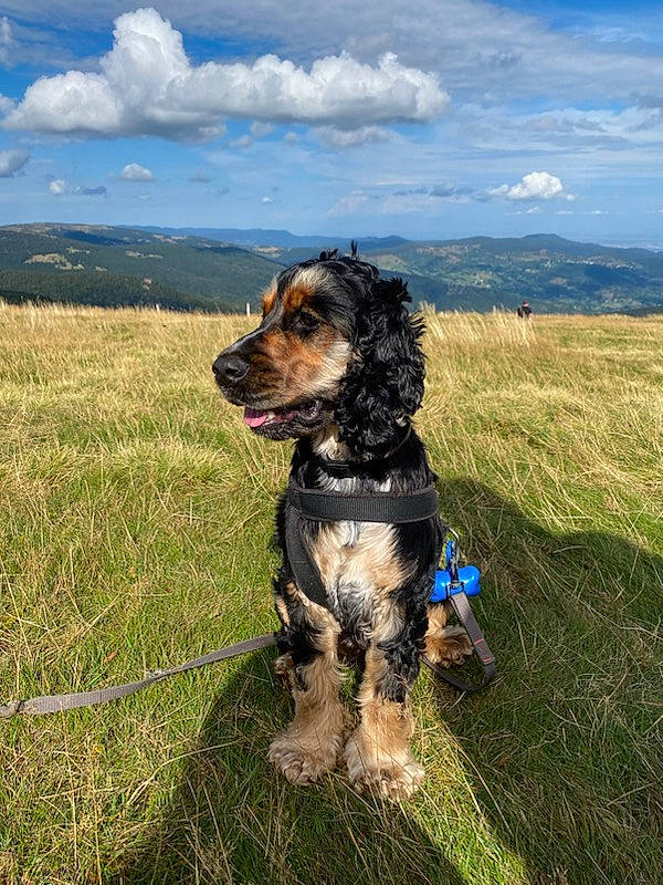 Rouky participe au concours pour gagner de l'argent avec cette photo : carnivore, cloud, collar, companion_dog, cumulus, dog, dog_breed, dog_collar, dog_supply, grass, grassland, gun_dog, liver, plant, sky, spaniel, sporting_group, water_dog, working_animal, working_dog
