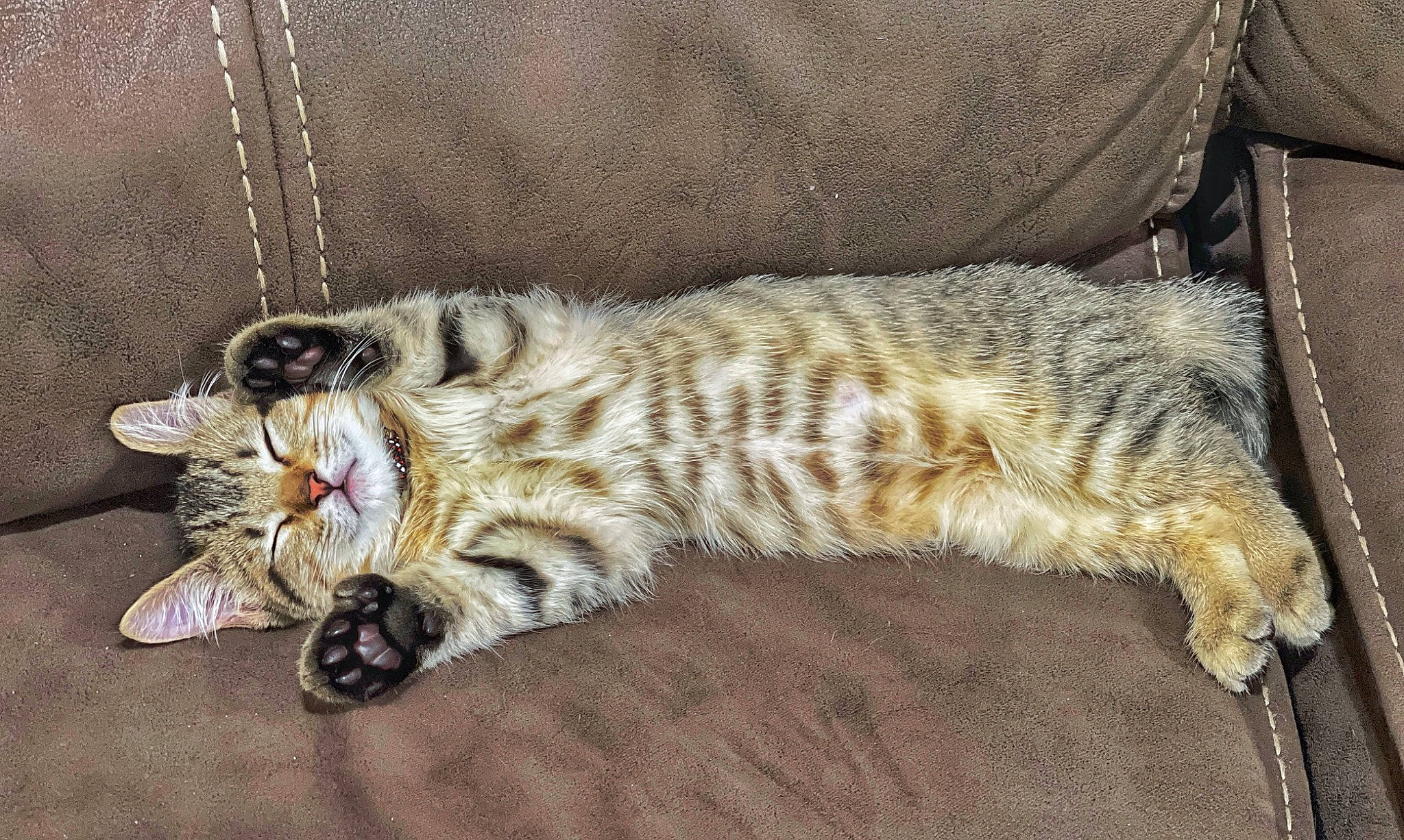 Simba is registered to the contest to win money with this photo: basket, bed, carnivore, cat, claw, comfort, couch, domestic_short_haired_cat, felidae, fur, jewellery, nap, paw, sleep, small_to_medium_sized_cats, snout, tail, terrestrial_animal, whiskers