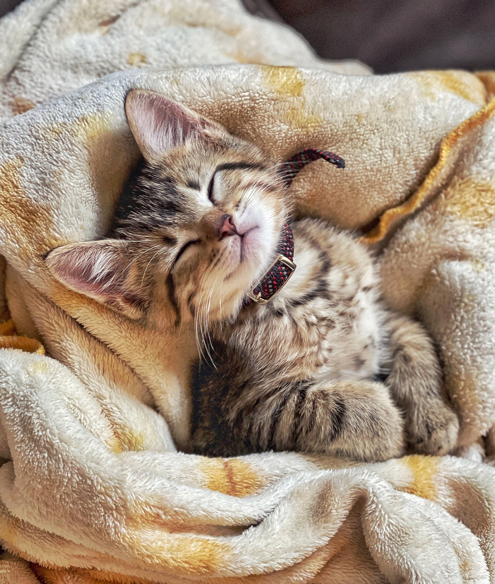 Simba joined the competition — help win amazing prizes! carnivore, cat, cat_bed, cat_supply, claw, close_up, comfort, domestic_short_haired_cat, fawn, felidae, fur, nap, paw, sleep, small_to_medium_sized_cats, snout, terrestrial_animal, whiskers, wildlife