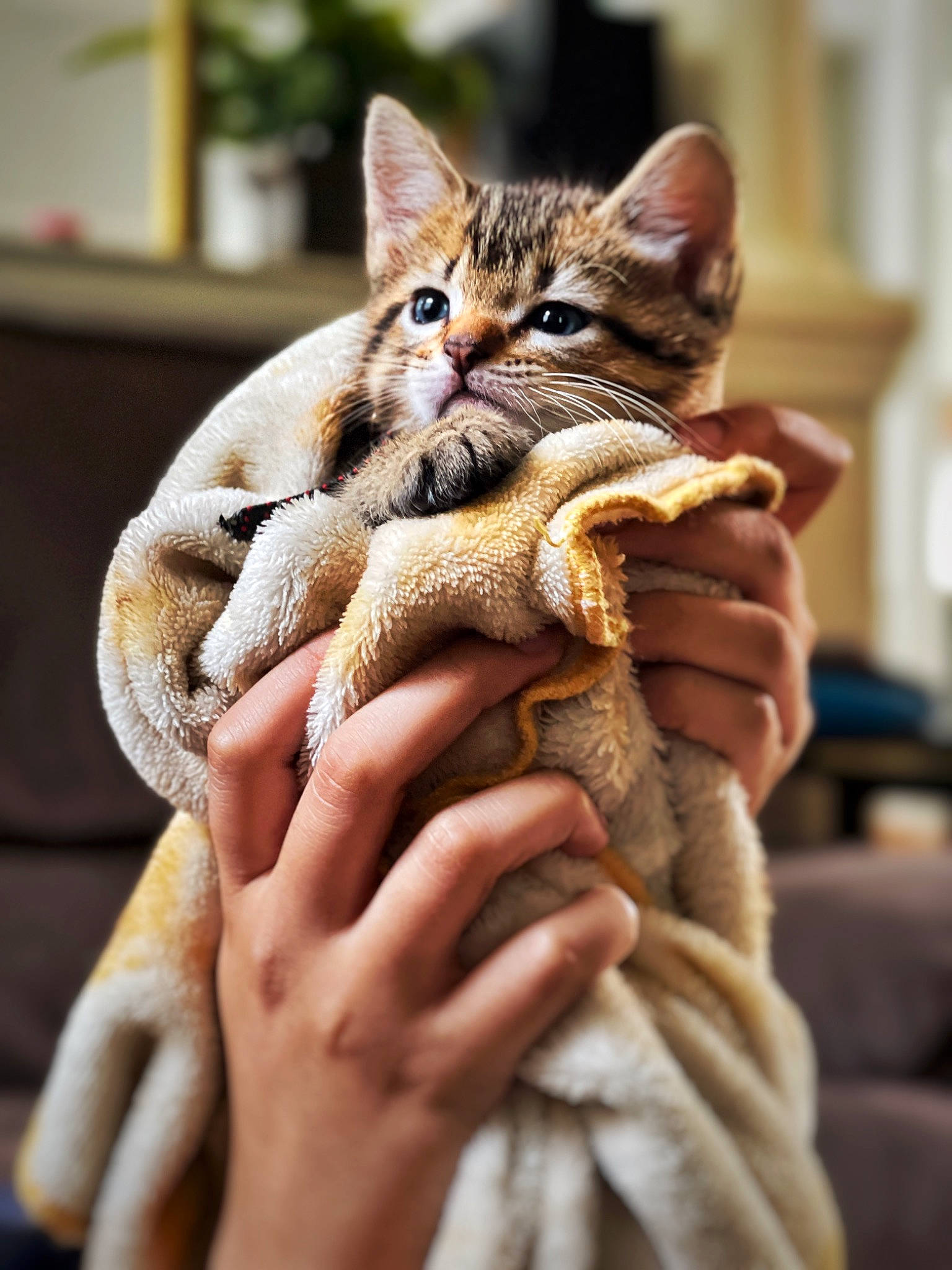 Simba joined the competition — help win amazing prizes! carnivore, cat, claw, comfort, domestic_short_haired_cat, fawn, felidae, finger, fur, gesture, hand, nail, pattern, rope_rhythmic_gymnastics, small_to_medium_sized_cats, snout, terrestrial_animal, whiskers, wildlife, wildlife_biologist