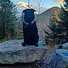 dog, black_dog, rock, mountain, forest, trees, snow, outdoor, nature, scenic, landscape, autumn, leaves, path, collar, pet, animal, wildlife, daylight, sky