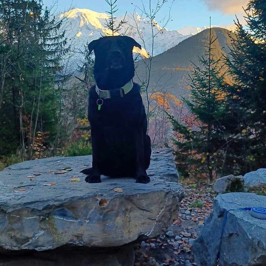 Néka a rejoint le concours — aidez-le/la à gagner de superbes lots ! dog, black_dog, rock, mountain, forest, trees, snow, outdoor, nature, scenic, landscape, autumn, leaves, path, collar, pet, animal, wildlife, daylight, sky