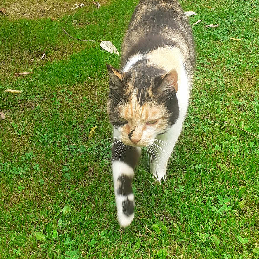 Chouquette participe au concours pour gagner de l'argent avec cette photo : animal, backyard, cat, field, garden, grass, grassland, green, herbal, herbs, kitten, lawn, manx, nature, outdoors, pet, plant, soil, vegetation, yard