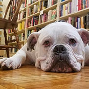 Jarvis is registered to the contest to win money with this photo: animal, books, bookshelf, bulldog, calm, close_up, dog, domestic_animal, floor, flooring, indoor, library, lying_down, mammal, pet, quiet, resting, white_dog, wooden_chair, wooden_floor