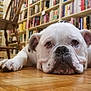 animal, books, bookshelf, bulldog, calm, close_up, dog, domestic_animal, floor, flooring, indoor, library, lying_down, mammal, pet, quiet, resting, white_dog, wooden_chair, wooden_floor