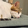 Alita a rejoint le concours — aidez-le/la à gagner de superbes lots ! cat, sleeping, feline, resting, closeup, fur, whiskers, ear, nose, soft, cozy, indoor, quiet, relaxation, pet, animal, cute, domestic, calm, nap