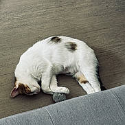 Alita participe au concours pour gagner de l'argent avec cette photo : cat, sleeping, floor, wooden_floor, toy, white_cat, calico, indoor, pet, resting, fur, animal, cute, cozy, relaxed, paw, head, whiskers, ears, domestic_cat