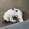 animal, calico, cat, cozy, cute, domestic_cat, ears, floor, fur, head, indoor, paw, pet, relaxed, resting, sleeping, toy, whiskers, white_cat, wooden_floor