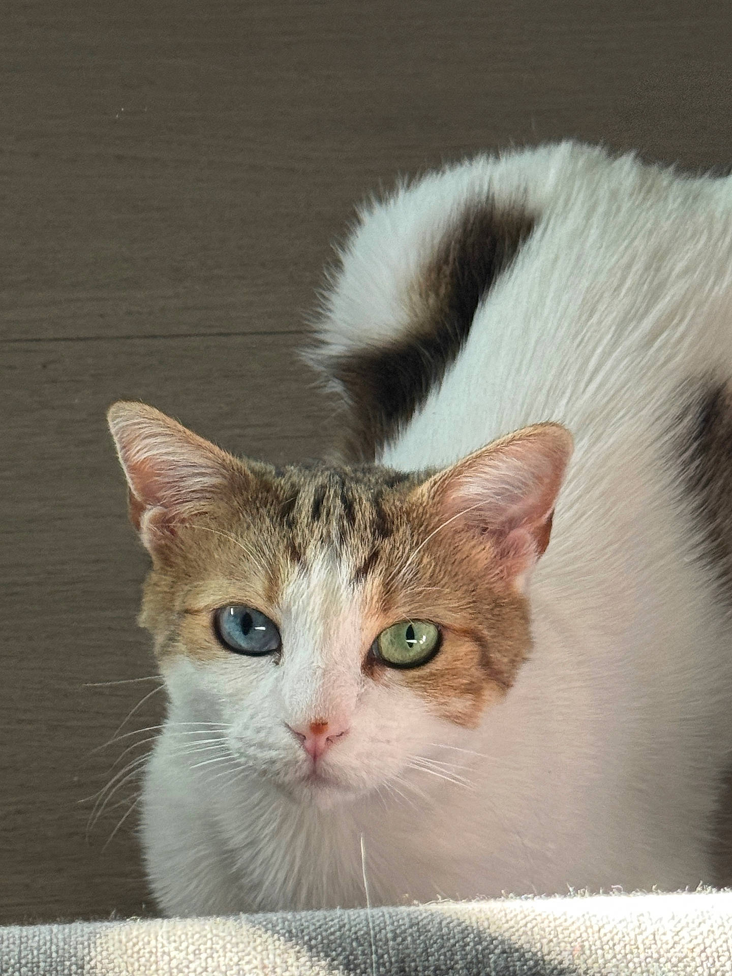 animal, blue_eye, cat, close_up, curious, domestic_cat, ears, feline, floor, fur, green_eye, heterochromia, indoor, looking_up, natural_light, pet, portrait, tabby, whiskers, white_fur