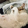Alita a rejoint le concours — aidez-le/la à gagner de superbes lots ! cat, animal, pet, sleeping, cozy, blanket, fur, paws, relaxing, indoor, soft, white, brown, cute, resting, nap, closeup, comfort, feline, home