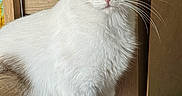 Alita participe au concours pour gagner de l'argent avec cette photo : cat, heterochromia, blue_eye, green_eye, white_fur, brown_patch, indoor, wooden_surface, furniture, paw_print, pet, animal, sitting, portrait, whiskers, cute, domestic_cat, closeup, feline, calm