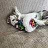 kitten, cat, toy, plush_toy, colorful, leopard_print, pet, animal, cute, playful, claw, whiskers, fur, indoor, blanket, texture, lying_down, young_cat, close_up, resting