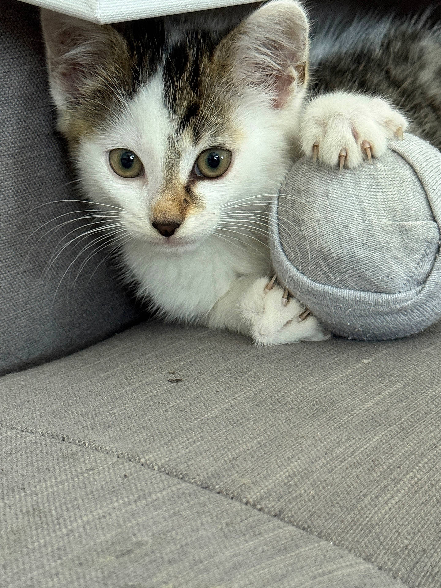 Moustik