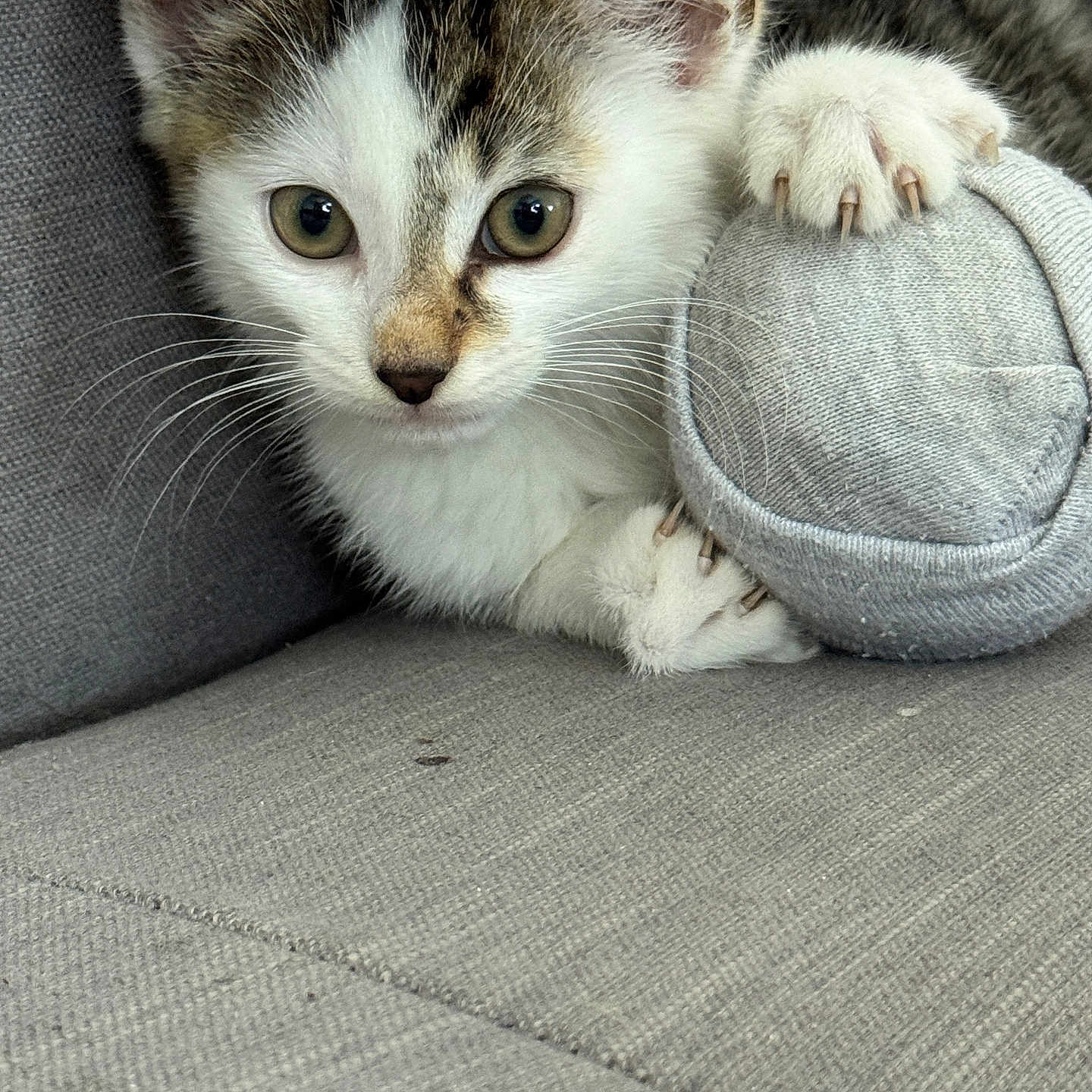 Moustik