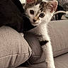 Moustik a rejoint le concours — aidez-le/la à gagner de superbes lots ! kitten, cat, pet, curious, couch, indoor, furniture, paw, stretching, young, animal, whiskers, ears, black_and_white, cute, cozy, home, soft, playful, feline