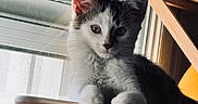 Moustik participe au concours pour gagner de l'argent avec cette photo : cat, kitten, animal, pet, feline, black_and_white, fur, paw, chair, wood, window, blind, indoor, light, shadow, curious, cute, young, sitting, portrait