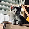 cat, kitten, animal, pet, feline, black_and_white, fur, paw, chair, wood, window, blind, indoor, light, shadow, curious, cute, young, sitting, portrait