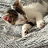 Moustik a rejoint le concours — aidez-le/la à gagner de superbes lots ! kitten, sleeping, cat, feline, paw, fur, blanket, cozy, resting, cute, animal, pet, soft, texture, closeup, whiskers, young, adorable, relaxing, indoor