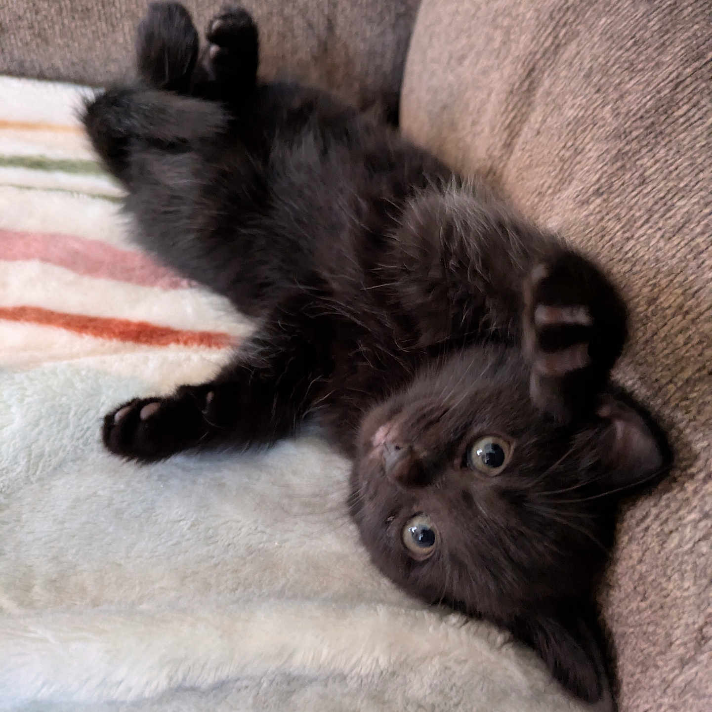 Raven is registered to the contest to win money with this photo: animal, black_cat, blanket, couch, cozy, cute, feline, fluffy, fur, indoor, kitten, lying_down, paw, pet, playful, relaxed, small, upside_down, whiskers, young