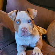 Hank joined the competition — help win amazing prizes! animal, blue_eyes, brown_couch, canine, close_up, cute, dog, domestic_animal, ears, fur, household, indoor, looking_at_camera, paw, pet, puppy, relaxed, sitting, snout, young_dog