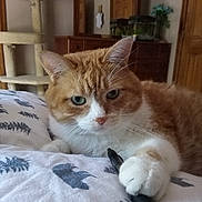 Junior joined the competition — help win amazing prizes! animal, bed, cat, cat_tree, close_up, cozy, cute, domestic, dresser, fur, furniture, indoor, mirror, orange_cat, paw, pen, pet, resting, whiskers, white_cat