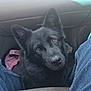 dog, black_dog, pet, car_interior, floor, jeans, legs, brown_eyes, fur, close_up, looking_up, canine, seat, leather, companion, animal, domestic_animal, cute, ears, snout