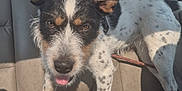 Midnight Kizeymay is registered to the contest to win money with this photo: dog, car, backseat, animal, pet, playful, black_and_white, spotted, tongue_out, leash, seat, window, sunlight, fur, ears, tail, road, outdoor, transportation, vehicle_interior