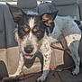 dog, car, backseat, animal, pet, playful, black_and_white, spotted, tongue_out, leash, seat, window, sunlight, fur, ears, tail, road, outdoor, transportation, vehicle_interior