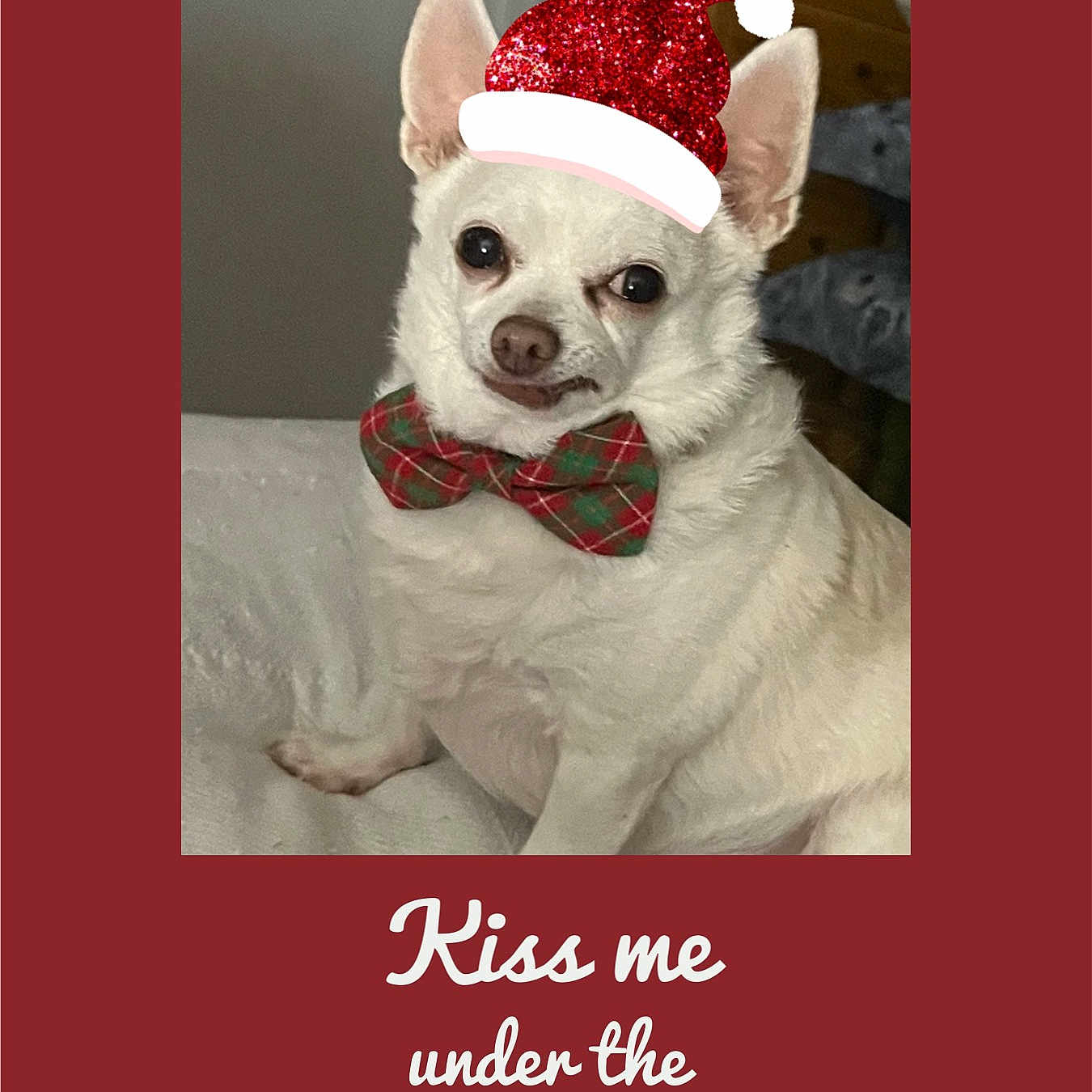 Papi joined the competition — help win amazing prizes! accessories, animal, bowtie, canine, chihuahua, clothing, dog, envelope, face, formalwear, greetingcard, hat, head, mail, person, pet, photography, portrait, puppy, tie