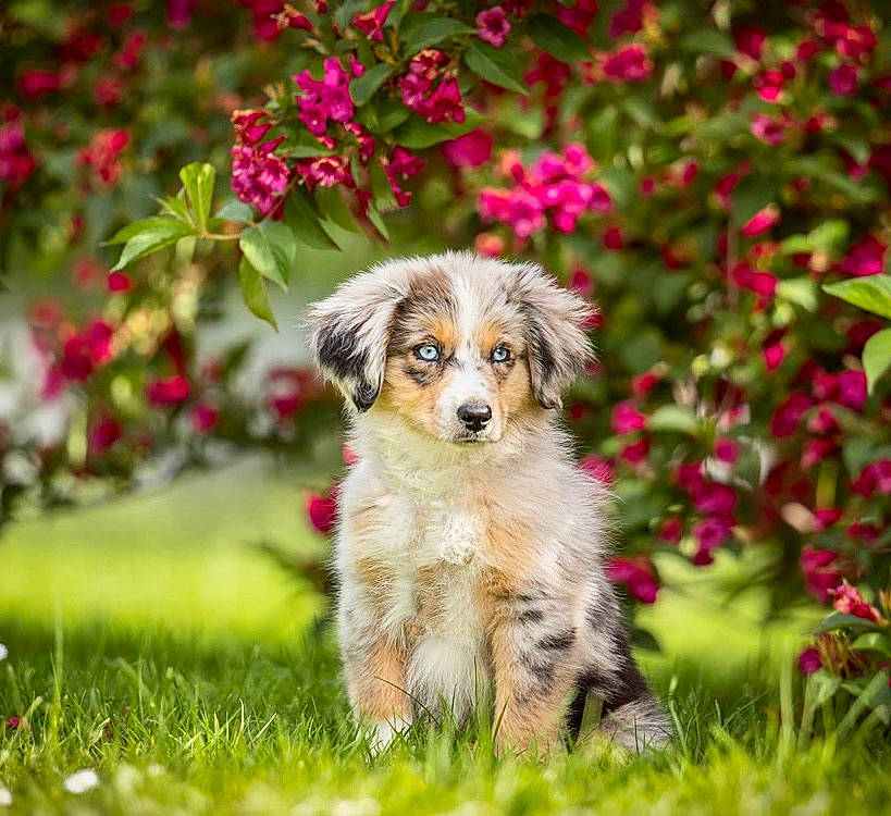 Sofia a rejoint le concours — aidez-le/la à gagner de superbes lots ! annual_plant, canidae, carnivore, companion_dog, dog, dog_breed, flower, garden, grass, groundcover, lawn, people_in_nature, plant, puppy, snout, sporting_group, toy, tree, whiskers, wildlife